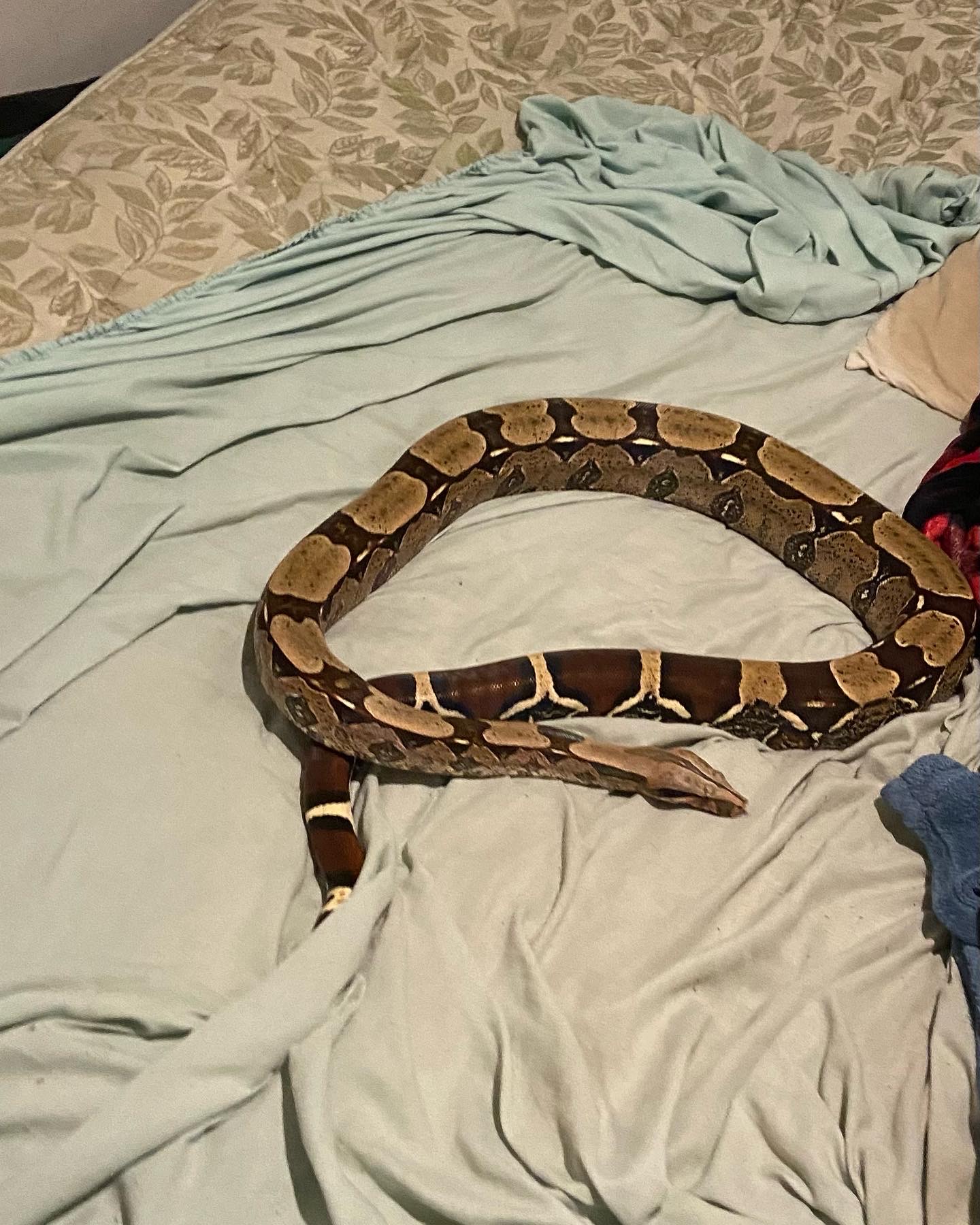 Boa Constrictor sitting on a bed